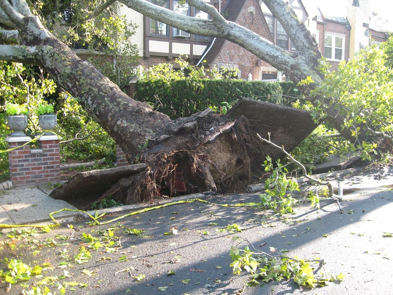 tree, uprooted, tornado, winds, damage, storm, nature, disaster, fallen, weather